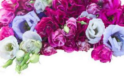 Эустома в домашних условиях зимой. Посадка и проращивание семян эустомы 08