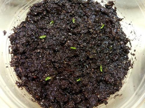 Эустома выращивание зимой. Эустома многолетняя, посадка и уход за рассадой