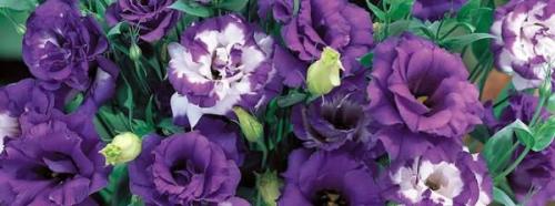 Эустома в домашних условиях зимой. Посадка и проращивание семян эустомы 13