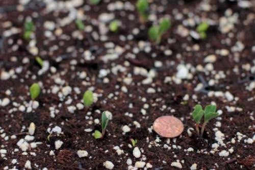 Эустома в домашних условиях зимой. Посадка и проращивание семян эустомы 09