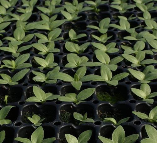 Эустома дома зимой. Как вырастить эустому дома