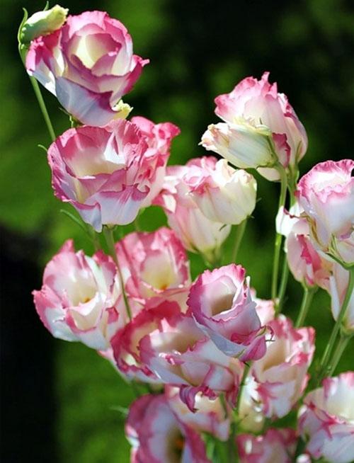 Эустома выращивание зимой. Эустома многолетняя, посадка и уход за рассадой