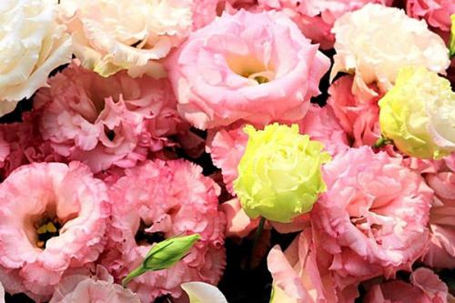 Эустома выращивание зимой. Эустома многолетняя, посадка и уход за рассадой