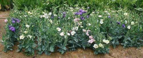 Эустома в домашних условиях зимой. Посадка и проращивание семян эустомы 12