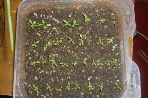 Эустома в домашних условиях зимой. Посадка и проращивание семян эустомы