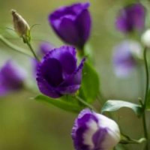 Подготовка эустомы к зиме. 