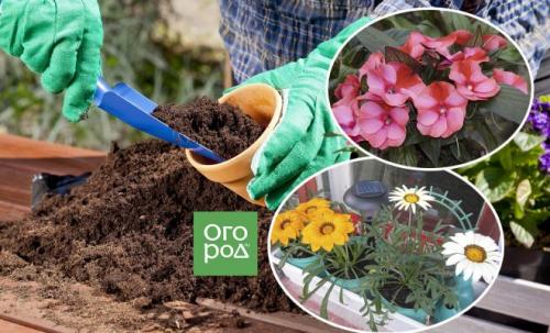 Как сохранить эустому зимой дома. Как сохранить эустому дома зимой