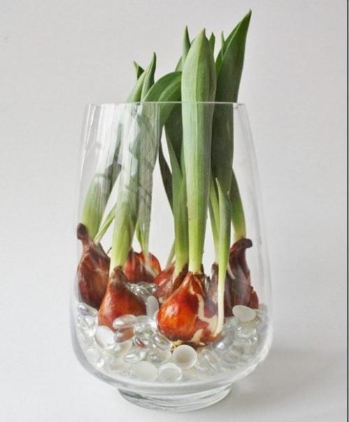 Как вырастить тюльпаны дома из луковиц. Цветущие тюльпаны круглый год. Секрет, как вырастить тюльпаны дома без использования земли