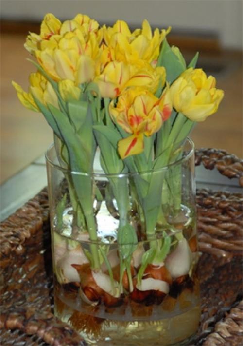 Как вырастить тюльпаны дома из луковиц. Цветущие тюльпаны круглый год. Секрет, как вырастить тюльпаны дома без использования земли