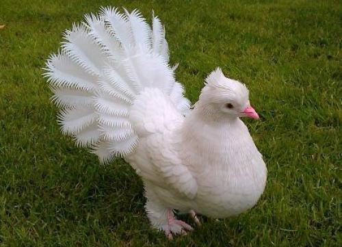 Голубь из пластиковых бутылок. Из пластиковых бутылок