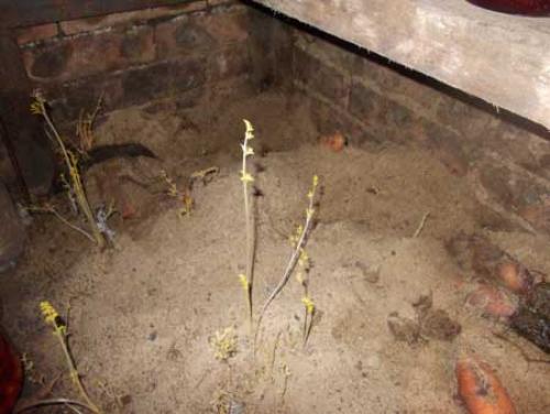 Чем покрасить стены в погребе гаража. Использование побелки из извести 02