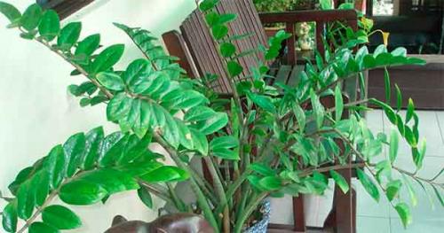 Цветы приносящие деньги в дом. Топ-13 цветов, приносящих удачу и деньги в дом