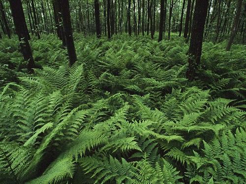 Растения несущие горе в дом. 8 растений, которые по поверьям могут принести несчастья в дом 17 Растения несущие горе в дом. 8 растений, которые по поверьям могут принести несчастья в дом 17