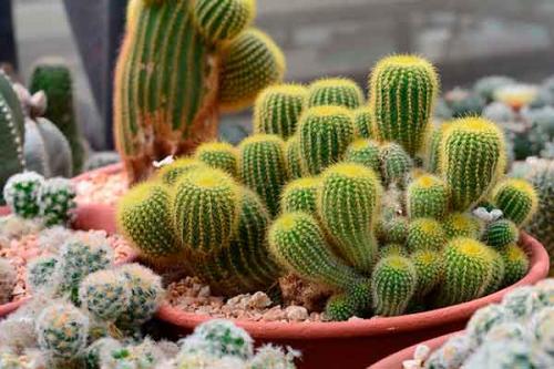 Цветы приносящие деньги в дом. Топ-13 цветов, приносящих удачу и деньги в дом