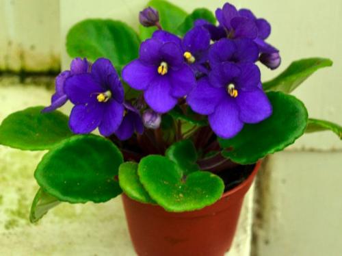 Какие цветы держать дома для счастья. Комнатные растения приносящие удачу