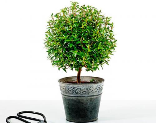 Какие цветы держать дома для счастья. Комнатные растения приносящие удачу