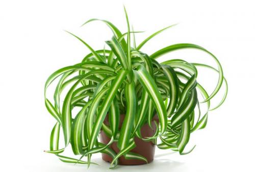 Какие цветы держать дома для счастья. Комнатные растения приносящие удачу