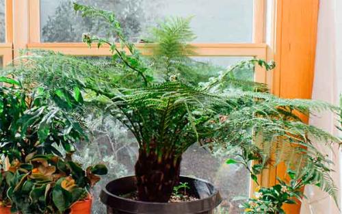 Цветы приносящие деньги в дом. Топ-13 цветов, приносящих удачу и деньги в дом