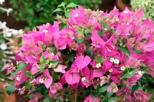 Цветы приносящие деньги в дом. Топ-13 цветов, приносящих удачу и деньги в дом