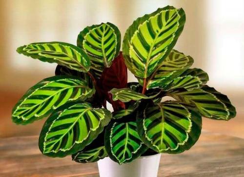 Какие цветы держать дома для счастья. Комнатные растения приносящие удачу