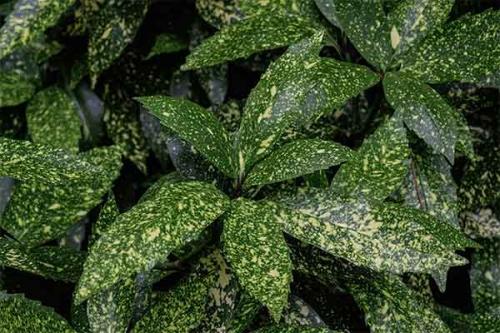 Цветы приносящие деньги в дом. Топ-13 цветов, приносящих удачу и деньги в дом