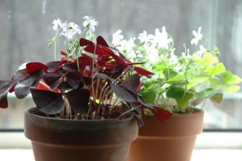 Какие цветы держать дома для счастья. Комнатные растения приносящие удачу