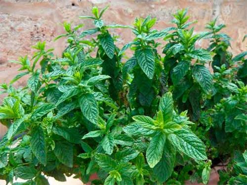 Цветы приносящие деньги в дом. Топ-13 цветов, приносящих удачу и деньги в дом