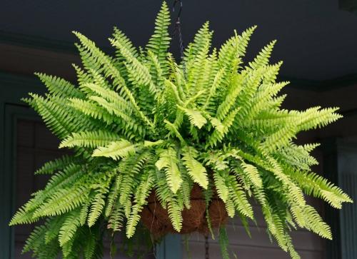 Растения несущие горе в дом. 8 растений, которые по поверьям могут принести несчастья в дом