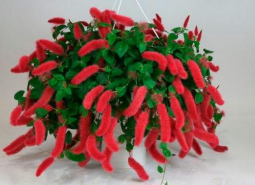 Какие цветы держать дома для счастья. Комнатные растения приносящие удачу