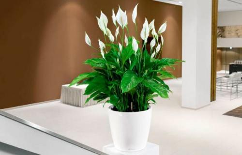 Какие цветы держать дома для счастья. Комнатные растения приносящие удачу