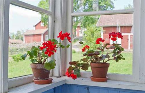 Цветы приносящие деньги в дом. Топ-13 цветов, приносящих удачу и деньги в дом