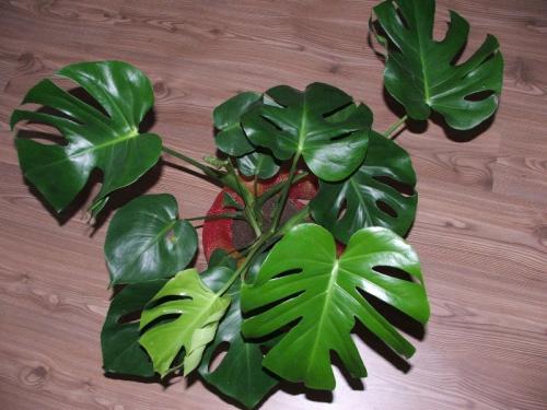 Растения несущие горе в дом. 8 растений, которые по поверьям могут принести несчастья в дом