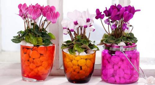 Какие цветы держать дома для счастья. Комнатные растения приносящие удачу