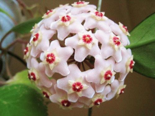 Какие цветы держать дома для счастья. Комнатные растения приносящие удачу