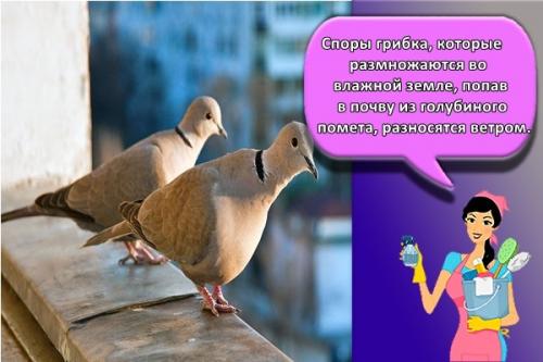 Как отпугнуть голубей звуком. Как можно избавиться от голубей в домашних условиях, топ 30 лучших средств