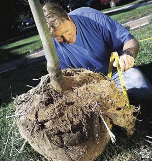 Как посадить дерево инструкция. Как посадить дерево: пошаговая инструкция, как правильно посадить дерево