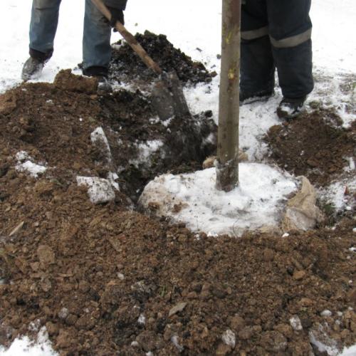 Как саженцы правильно посадить. Посадка саженцев плодовых деревьев зимой 01