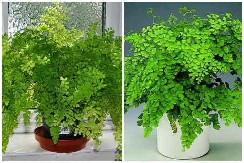 Растения которые любят тень для дома. Декоративно-лиственные тенелюбивые растения