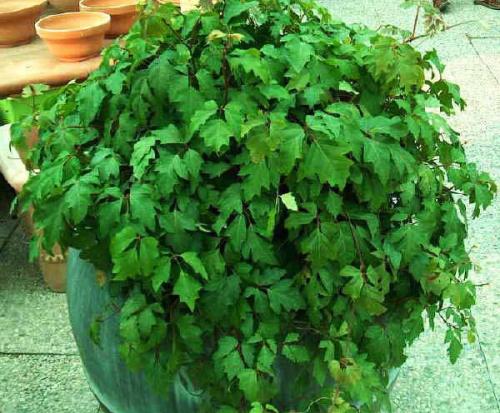 Растения которые любят тень. Цветы и декоративные растения в тени 03