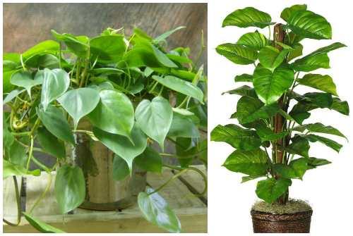 Растения которые любят тень для дома. Декоративно-лиственные тенелюбивые растения
