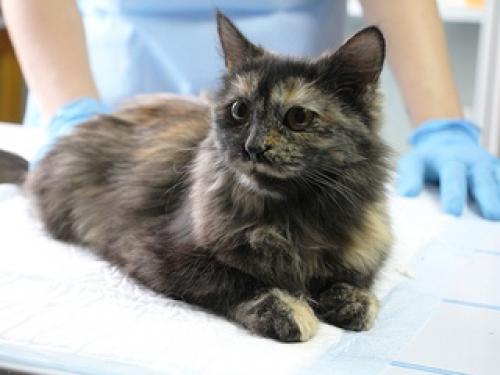 Продухи в подвалах для кошек. Подвальным кошкам оставили право на жизнь