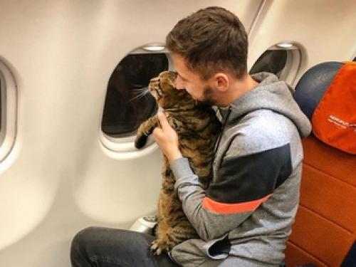 Продухи в подвалах для кошек. Подвальным кошкам оставили право на жизнь