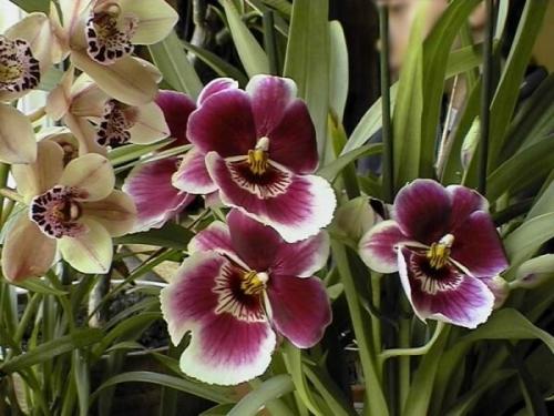 Какие комнатные цветы любят тень и прохладу. Цветущие теневыносливые комнатные растения