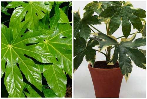 Растения которые любят тень для дома. Декоративно-лиственные тенелюбивые растения