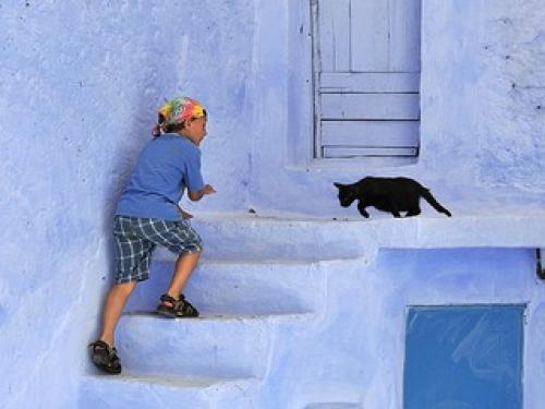 Продухи в подвалах для кошек. Подвальным кошкам оставили право на жизнь