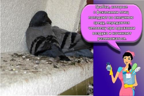 Как отпугнуть голубей звуком. Как можно избавиться от голубей в домашних условиях, топ 30 лучших средств