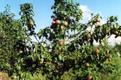 Как саженцы правильно посадить. Посадка саженцев плодовых деревьев зимой 05