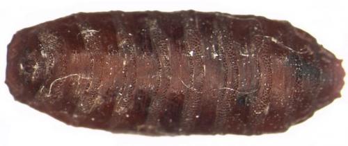 Маленькие червячки в ванной. Насекомые в ванной: фото и названия 01 Маленькие червячки в ванной. Насекомые в ванной: фото и названия 01