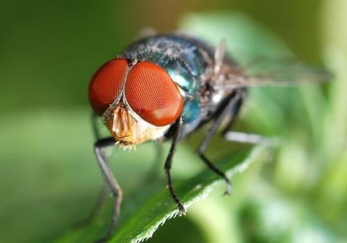 Маленькие червячки в ванной. Насекомые в ванной: фото и названия 02 Маленькие червячки в ванной. Насекомые в ванной: фото и названия 02
