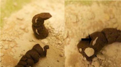 Маленькие червячки в ванной. Насекомые в ванной: фото и названия 07 Маленькие червячки в ванной. Насекомые в ванной: фото и названия 07